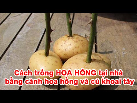 Cách Trồng Hoa Hồng Bằng Củ Khoai Tây Đạt Tỷ Lệ Sống Cao Nhất