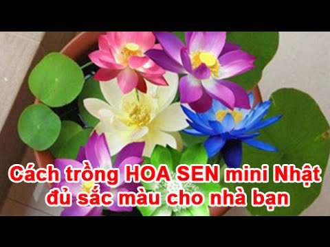 Cách Trồng Hoa Sen Nhật Bằng Hạt: Hướng Dẫn Chi Tiết Để Chậu Sen Ra Hoa Quanh Năm