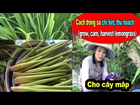 Cách Trồng Cây Khóm Chi Tiết Từ A Đến Z Đạt Năng Suất Cao