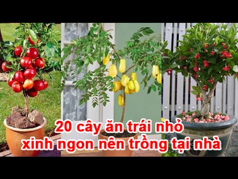 Cách Trồng Các Loại Cây Ăn Quả Thành Công Tại Nhà: Hướng Dẫn Chi Tiết Từ A Đến Z