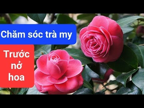 Cách Chăm Sóc Cây Trà Mi Đạt Chuẩn Chuyên Gia Tại Nhà