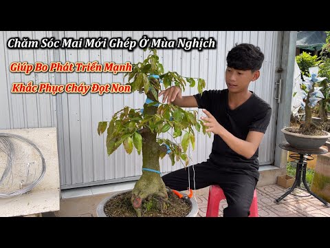 Cách Chăm Sóc Cây Mai Mới Trồng Chi Tiết A-Z Chuẩn Chuyên Gia