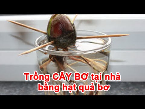 Cách Trồng Cây Từ Hạt Bơ Chuẩn Chuyên Gia Tại Nhà Chi Tiết A-Z