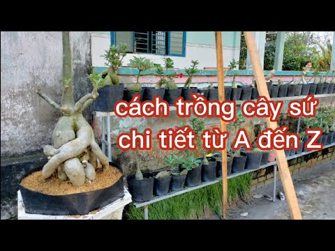 Cách Trồng Cây Phất Dụ: Hướng Dẫn Chi Tiết Trọn Bộ Từ A Đến Z