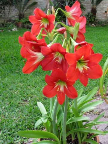 Cách Trồng Cây Huệ Đỏ Chi Tiết Từ A Đến Z: Hướng Dẫn Kỹ Thuật Chuyên Sâu