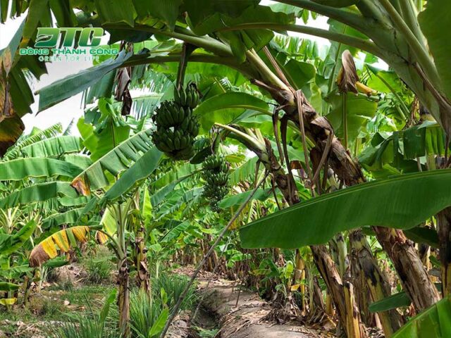 Cách Trồng Cây Chuối Cho Người Mới Tập Đạt Năng Suất Cao