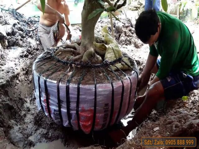 Cách Chăm Sóc Cây Mai Mới Bứng Vào Chậu Chuẩn Kỹ Thuật Chuyên Gia