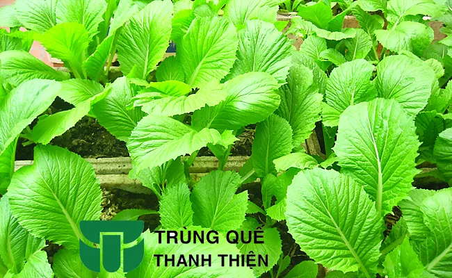 Hướng dẫn cách bón phân trùn quế chính xác cho cách trồng cây rau quế đạt năng suất cao.