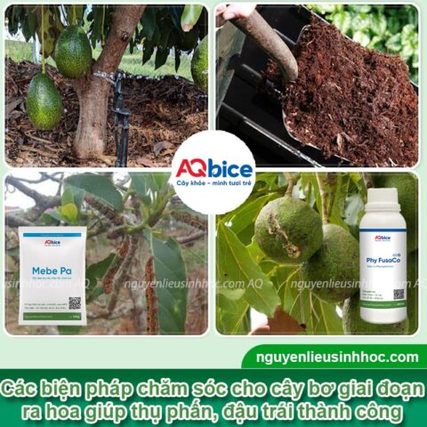 Cách Chăm Sóc Cây Bơ Khi Ra Hoa Đảm Bảo Tỷ Lệ Đậu Trái Cao