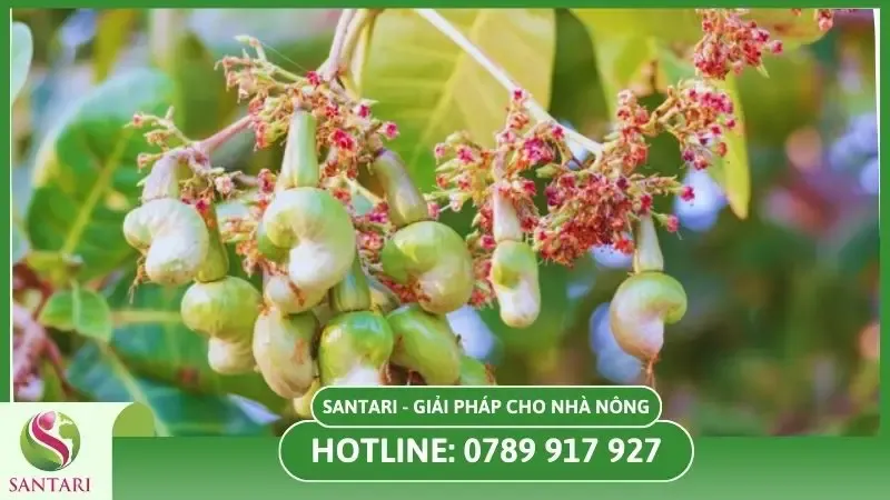 Hướng dẫn cách chăm sóc cây điều giai đoạn ra hoa và đậu trái hiệu quả