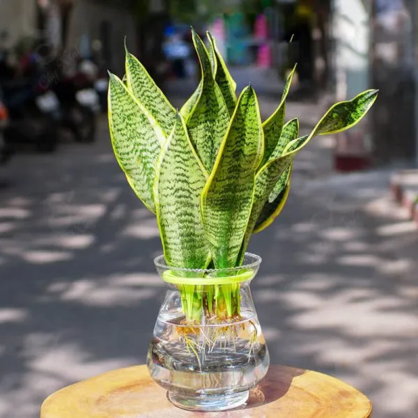 Hướng dẫn cách chăm sóc cây lưỡi hổ thủy sinh bằng dung dịch dinh dưỡng thủy canh