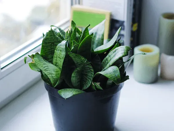 Hướng dẫn cách chăm sóc cây lưỡi mèo để bàn làm việc, tối ưu khả năng lọc không khí ban đêm