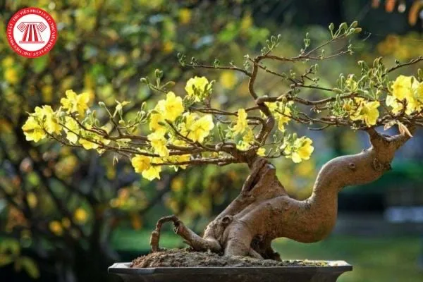 hướng dẫn cách chăm sóc cây mai sau tết toàn diện, quy trình tỉa cành phục hồi