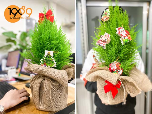 Cách Trồng Và Chăm Sóc Cây Tùng Thơm Toàn Diện Từ A Đến Z