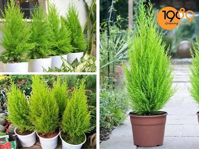 Cây Tùng Thơm Cách Chăm Sóc Đúng Kỹ Thuật Để Sống Khỏe Quanh Năm