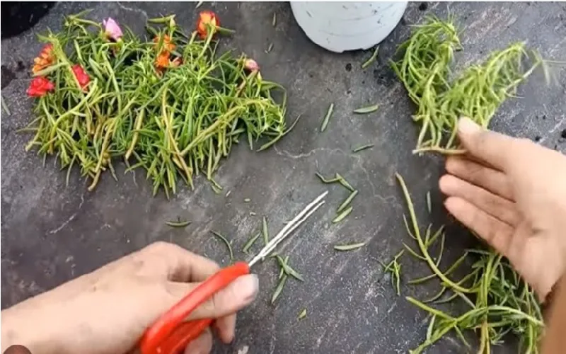 Hướng dẫn cách chọn cành giâm hoa mười giờ khỏe mạnh