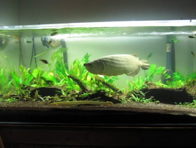 Cách Trồng Cây Thủy Sinh Trong Hồ Cá Đẹp, Chuẩn Chuyên Gia