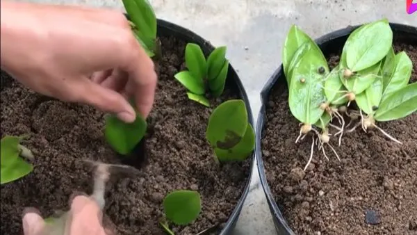 Hướng dẫn cách nhân giống cây Kim Tiền bằng lá, một kỹ thuật bổ sung cho cách trồng cây kim tiền trong nhà