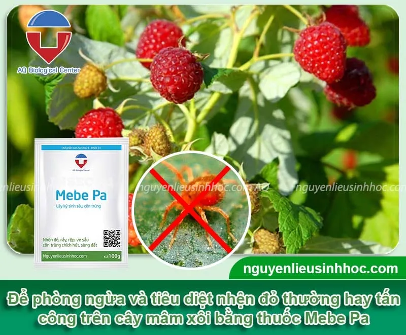 Hướng dẫn cách trồng cây mâm xôi đúng cách, cho ra sai trái