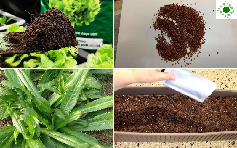 Hướng dẫn cách trồng cây ngò gai bằng hạt và chăm sóc đúng kỹ thuật