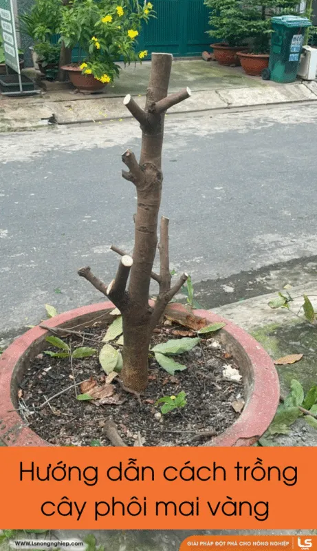 hướng dẫn cách trồng cây phôi mai vàng