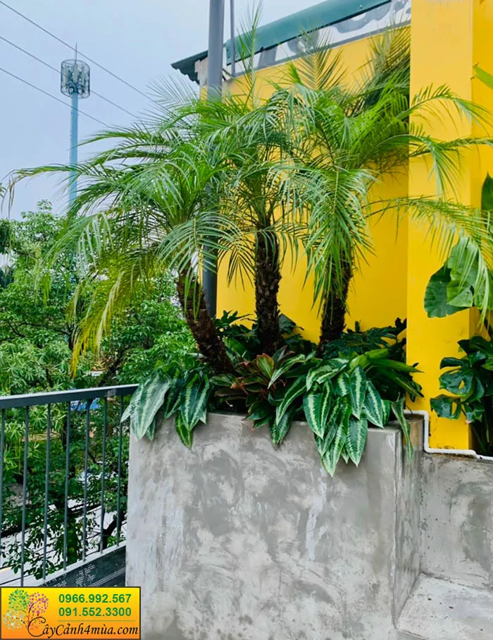 Hướng dẫn cách trồng cây tiểu cảnh Chà Là trên sân thượng