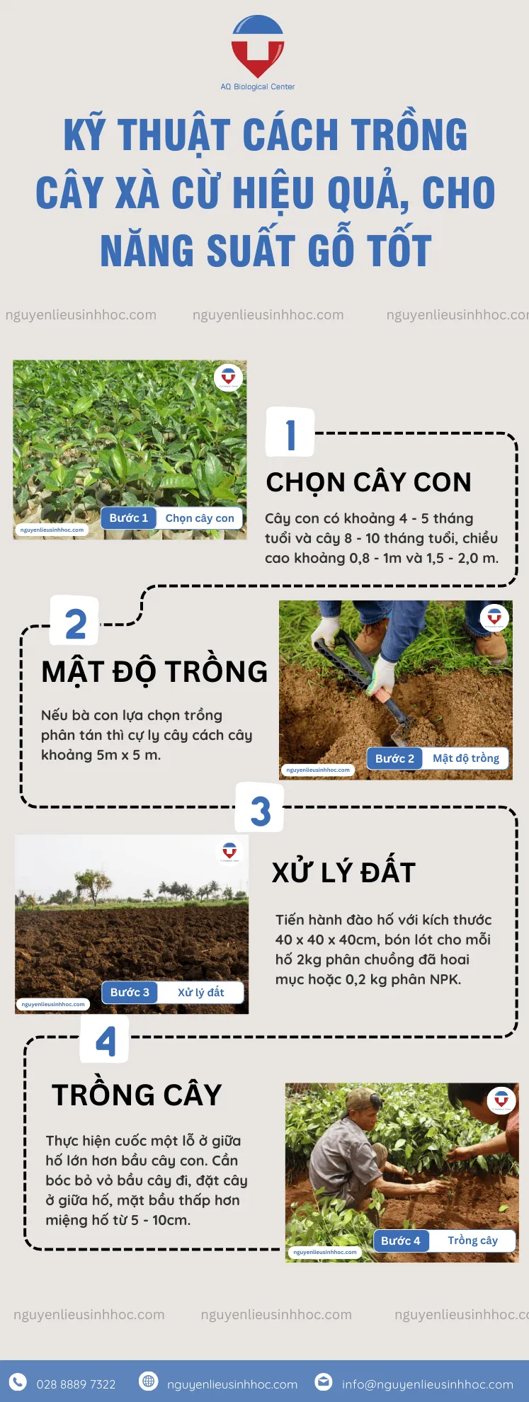 Hướng dẫn cách trồng cây xà cừ đạt hiệu quả cao, thu hoạch gỗ tốt