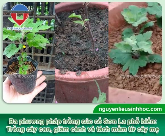 Cách Chăm Sóc Hoa Cúc Vàng Chuẩn Chuyên Gia Đạt Năng Suất Cao