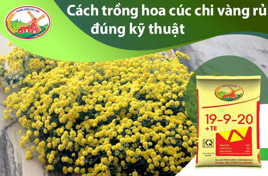 Hướng dẫn cách trồng hoa cúc chi vàng rủ đúng kỹ thuật