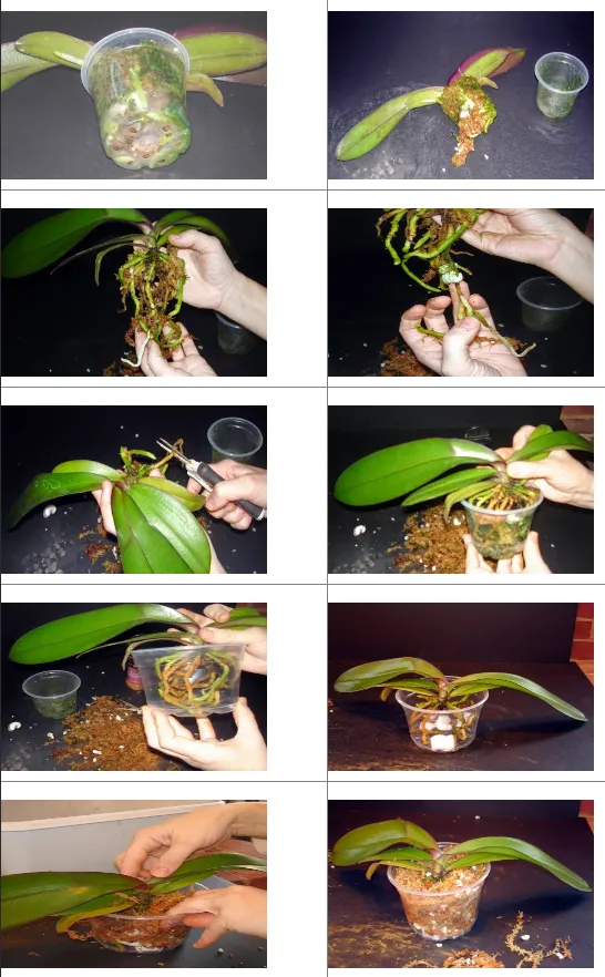 Hướng dẫn cách trồng hoa lan vào chậu nhựa đơn giản nhất