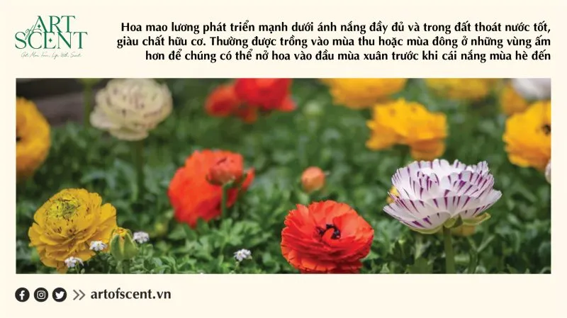 Hướng dẫn cách trồng hoa mao lương từ củ với độ sâu và khoảng cách tiêu chuẩn