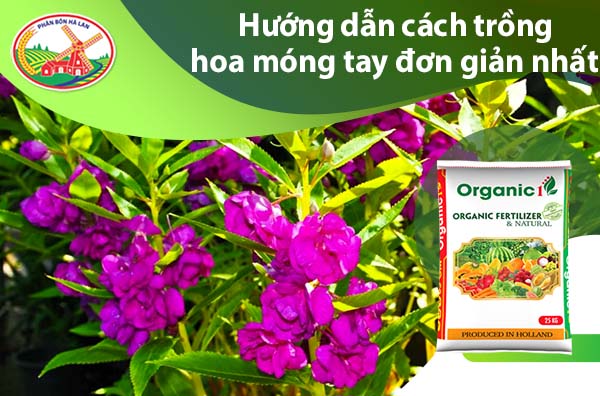 Cách Trồng Cây Hoa Móng Tay Đạt Năng Suất Cao Từ A Đến Z