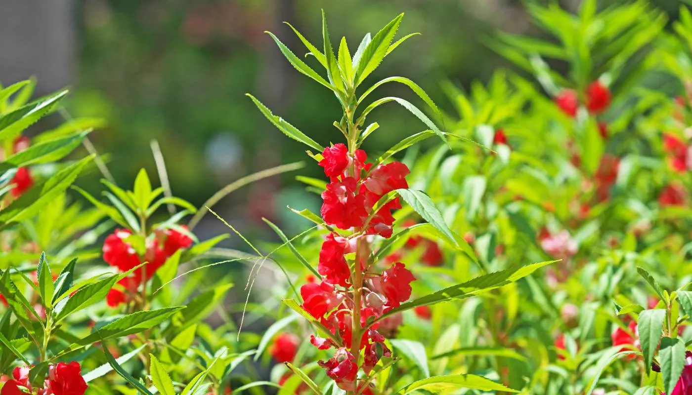 Hướng dẫn cách trồng hoa móng tay đúng kỹ thuật