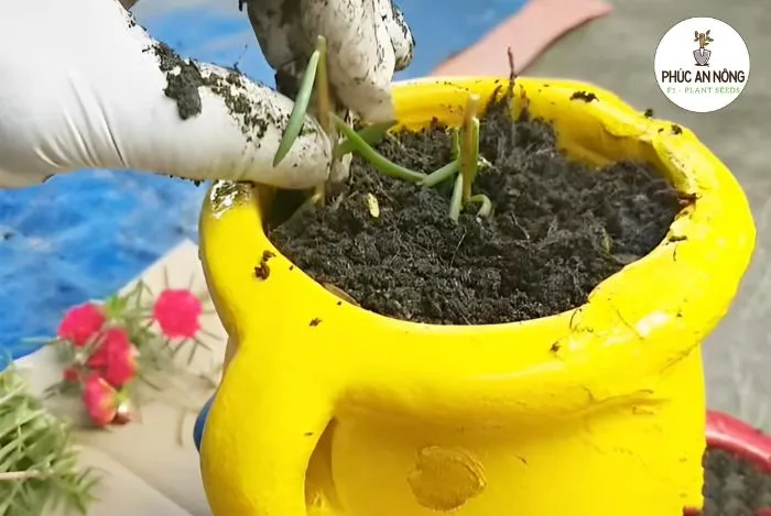 Hướng dẫn cách trồng hoa mười giờ từ cành