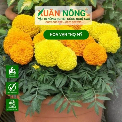 Hướng dẫn cách trồng hoa vạn thọ mỹ đạt chuẩn