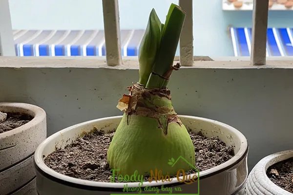 hướng dẫn cách trồng lan huệ ra hoa đúng tết