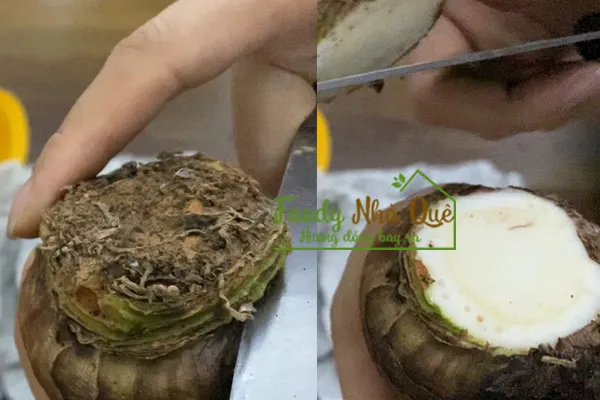 hướng dẫn cách trồng lan huệ sau khi nở hoa