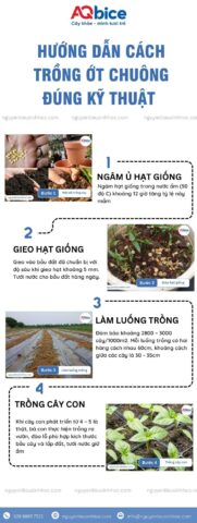 Cách Trồng Cây Ớt Ngọt Hiệu Quả và Đạt Năng Suất Cao