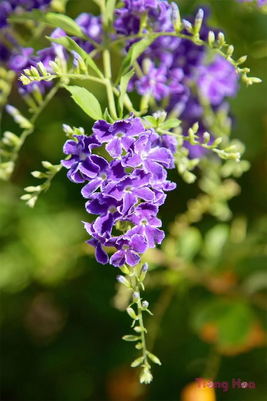 Hướng dẫn cách trồng và chăm sóc cây hoa găng tím, 1652095971 748 Huong dan cach trong va cham soc cay hoa gang