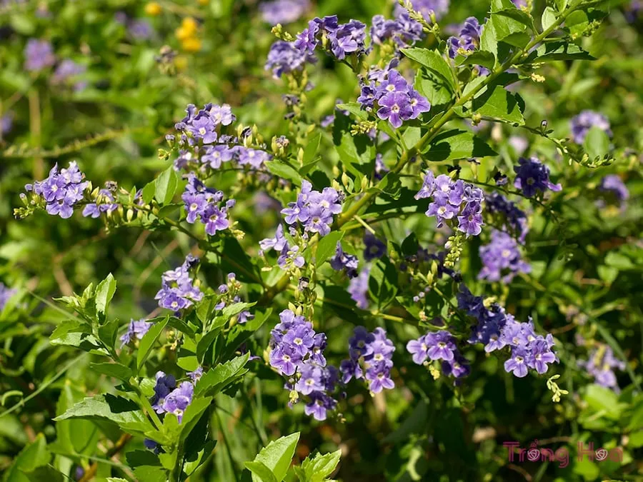 Hướng dẫn cách trồng và chăm sóc cây hoa găng tím, 1652095972 570 Huong dan cach trong va cham soc cay hoa gang.