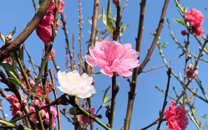 Cách Trồng Và Chăm Sóc Hoa Cúc Vàng: Bí Quyết Nở Hoa Rực Rỡ Đón Xuân