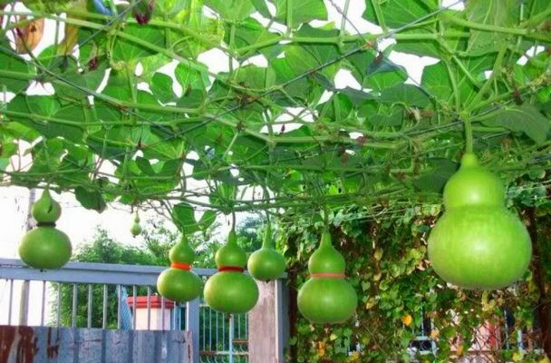 Cách Trồng Cây Từ Hạt: Hướng Dẫn Chi Tiết Để Đạt Tỷ Lệ Nảy Mầm Tối Đa