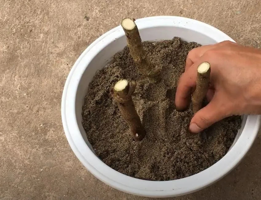 Hướng dẫn cắm cành đinh lăng đã xử lý thuốc kích rễ vào bầu đất tơi xốp.