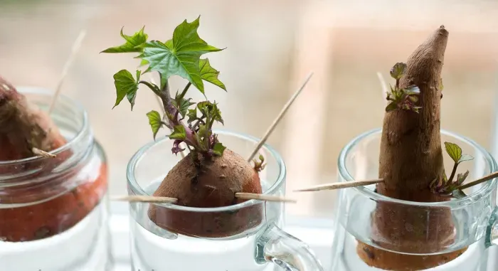 Hướng dẫn cắm tăm cố định củ khoai lang để trồng thủy canh