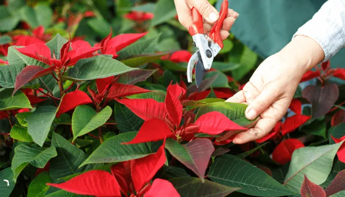 Hướng dẫn cắt tỉa cành và bấm ngọn cây hoa trạng nguyên tạo dáng bonsai