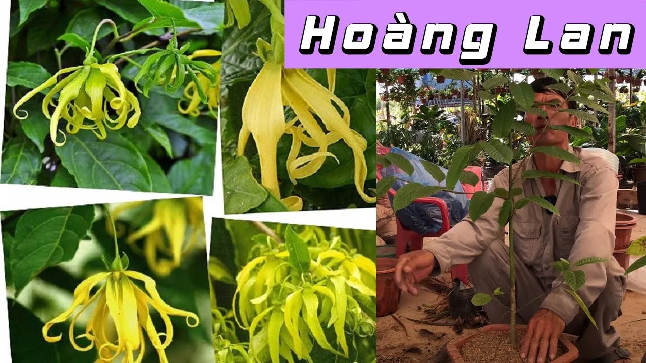 Hướng dẫn cắt tỉa cây Hoàng Lan