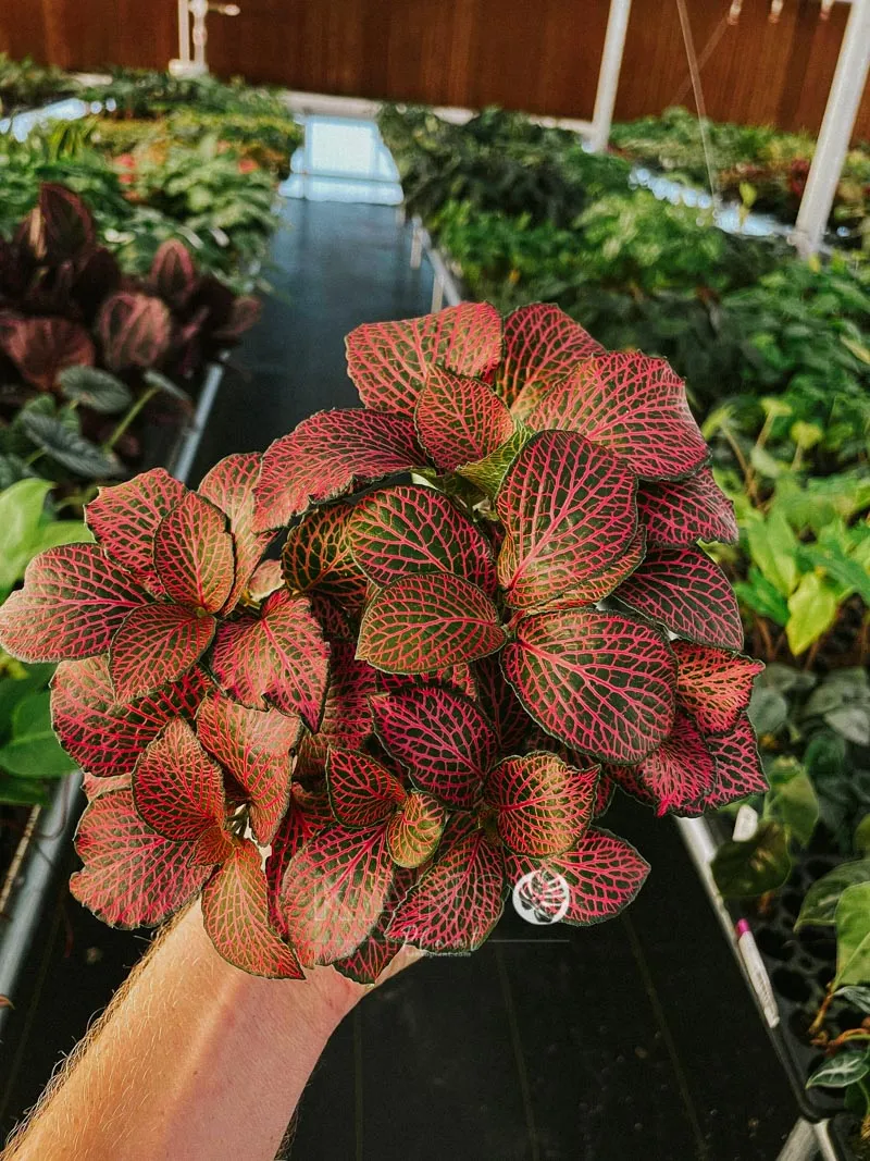 Hướng dẫn cây may mắn cách chăm sóc: Cây Fittonia phát triển tốt trong môi trường ánh sáng tán xạ