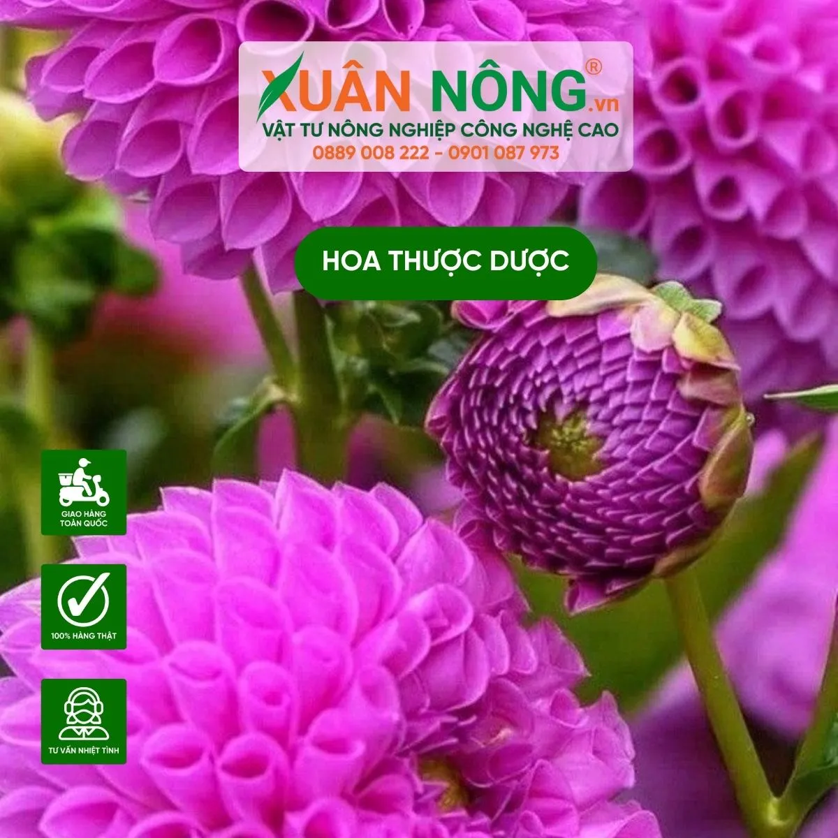 Hướng dẫn chăm sóc hoa thược dược để cây phát triển tốt và ra hoa to