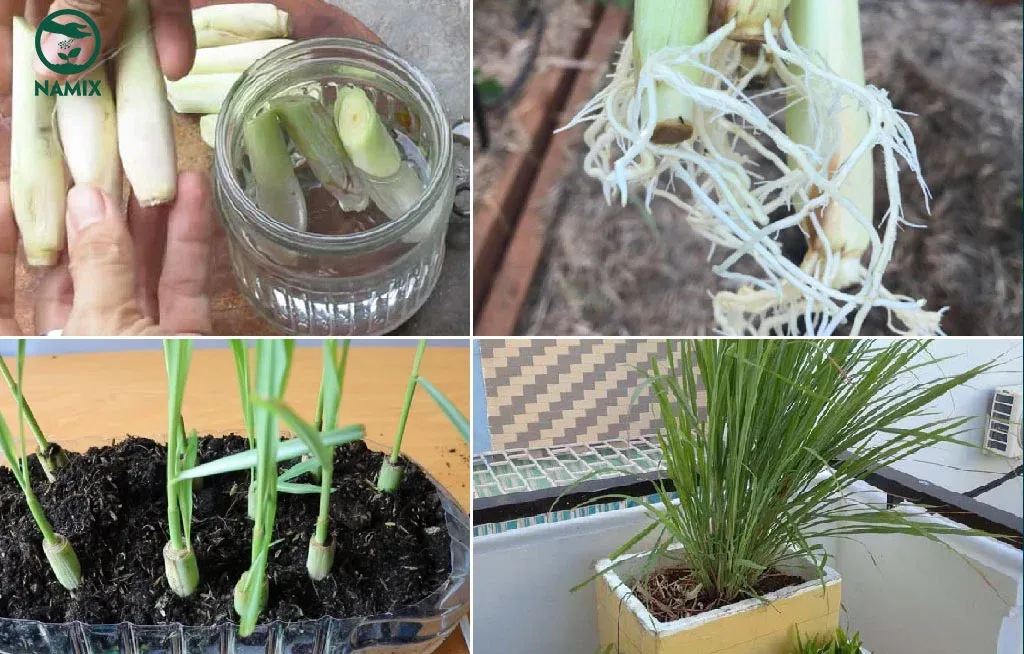 Hướng dẫn chi tiết các bước trồng cây sả đúng cách bằng nhánh hom