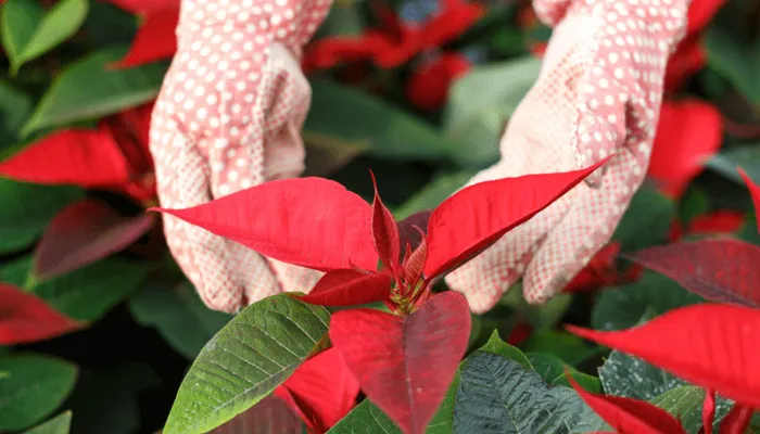 Hướng dẫn chi tiết cách chăm sóc cây trạng nguyên để kích thích lá chuyển màu đỏ
